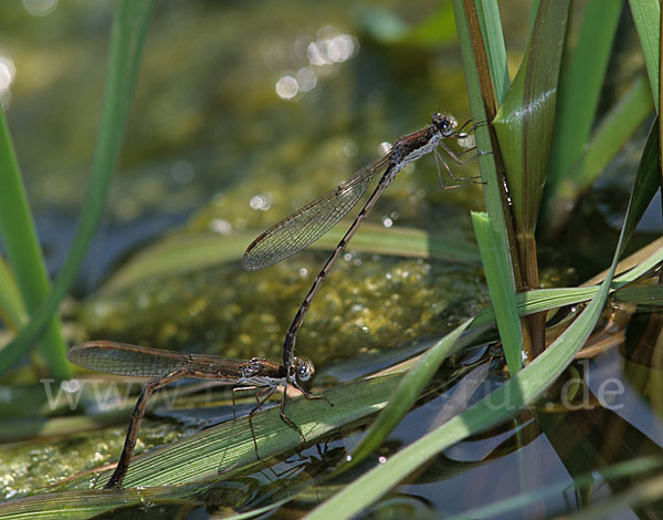 Gemeine Winterlibelle (Sympecma fusca)