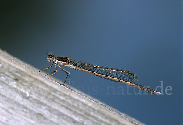 Gemeine Winterlibelle (Sympecma fusca)