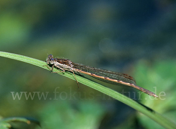 Gemeine Winterlibelle (Sympecma fusca)