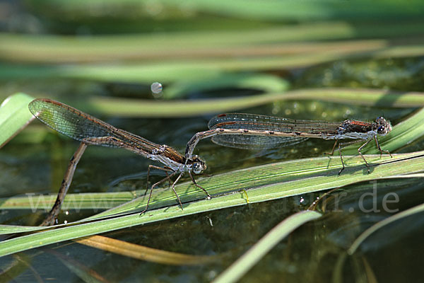 Gemeine Winterlibelle (Sympecma fusca)