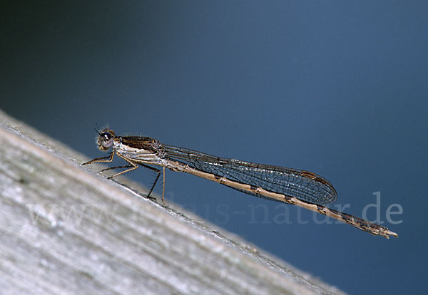 Gemeine Winterlibelle (Sympecma fusca)