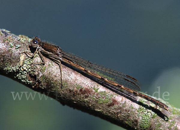 Gemeine Winterlibelle (Sympecma fusca)