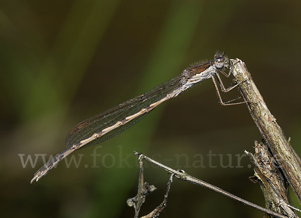 Gemeine Winterlibelle (Sympecma fusca)