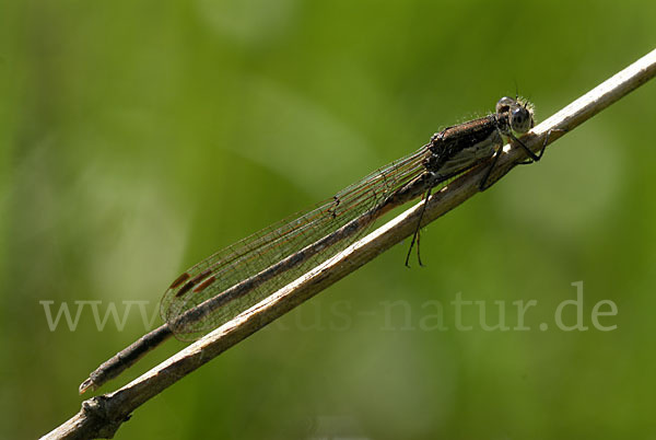 Gemeine Winterlibelle (Sympecma fusca)