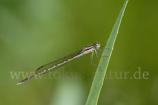 Gemeine Winterlibelle (Sympecma fusca)