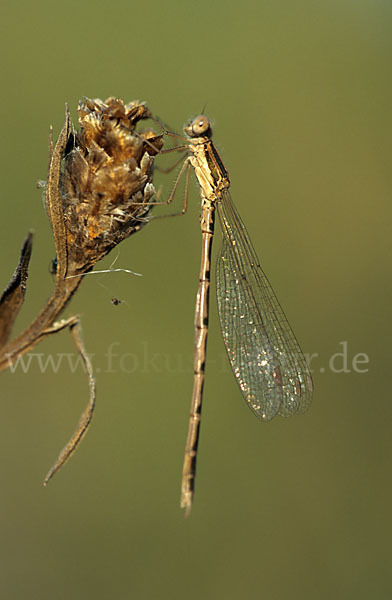 Gemeine Winterlibelle (Sympecma fusca)