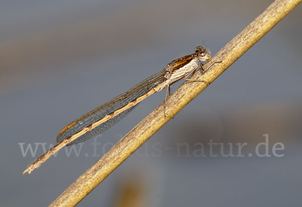 Gemeine Winterlibelle (Sympecma fusca)