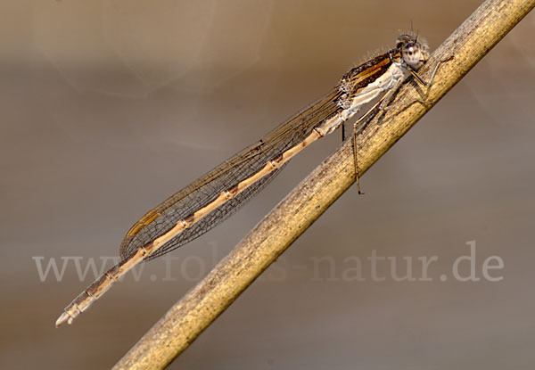 Gemeine Winterlibelle (Sympecma fusca)