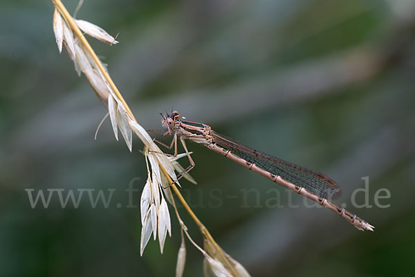 Gemeine Winterlibelle (Sympecma fusca)