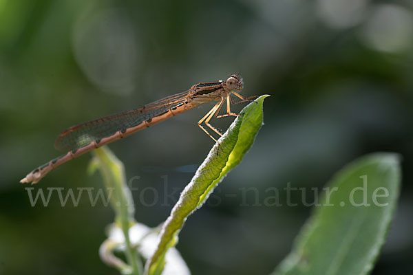 Gemeine Winterlibelle (Sympecma fusca)