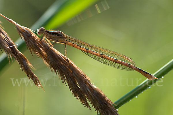 Gemeine Winterlibelle (Sympecma fusca)