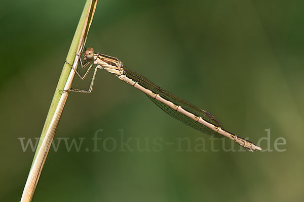 Gemeine Winterlibelle (Sympecma fusca)