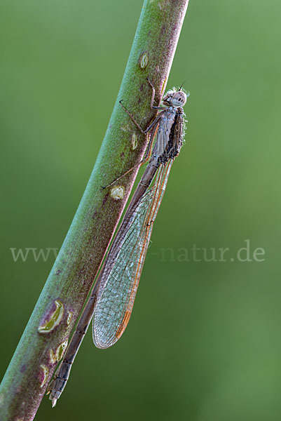 Gemeine Winterlibelle (Sympecma fusca)