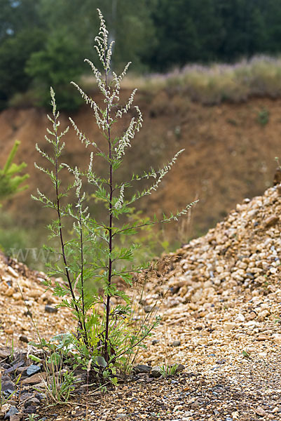 Gemeiner Beifuß (Artemisia vulgaris)