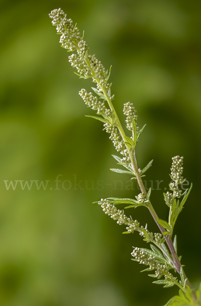 Gemeiner Beifuß (Artemisia vulgaris)