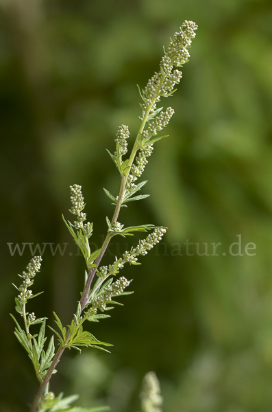 Gemeiner Beifuß (Artemisia vulgaris)