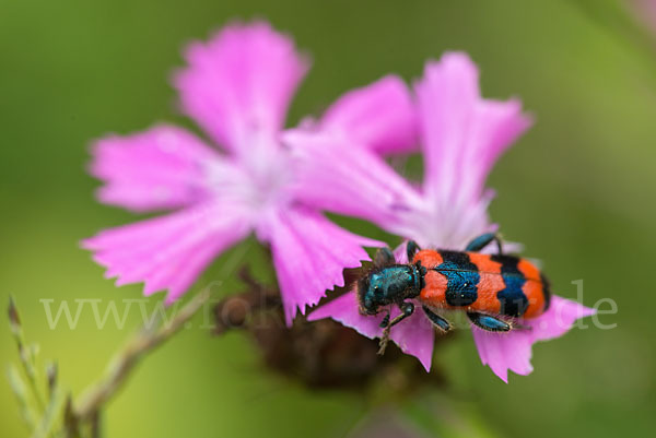 Gemeiner Bienenkäfer (Trichodes apiarius)