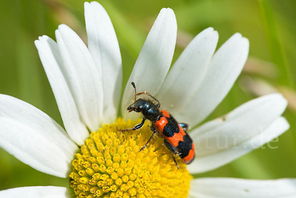 Gemeiner Bienenkäfer (Trichodes apiarius)