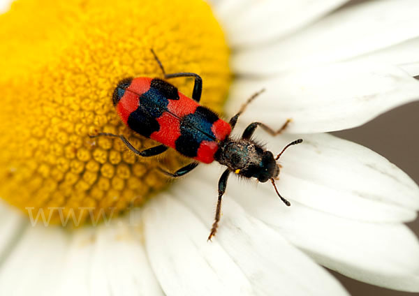 Gemeiner Bienenkäfer (Trichodes apiarius)