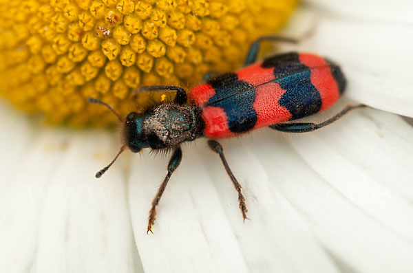 Gemeiner Bienenkäfer (Trichodes apiarius)