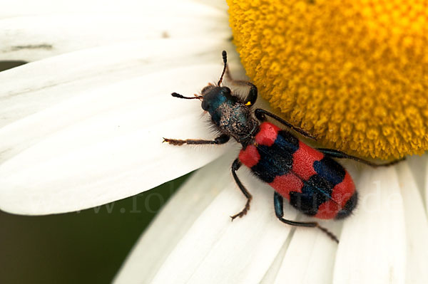 Gemeiner Bienenkäfer (Trichodes apiarius)