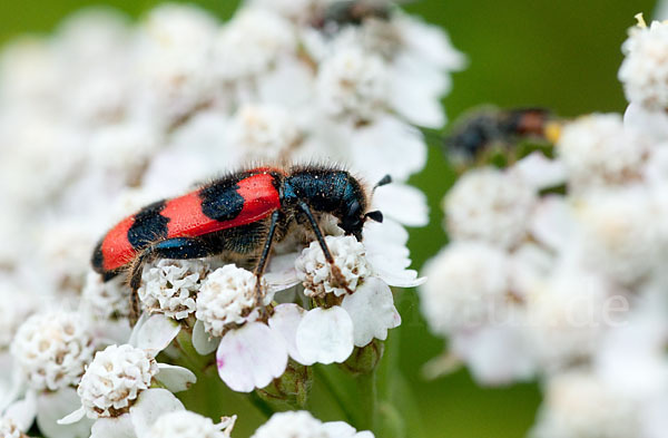 Gemeiner Bienenkäfer (Trichodes apiarius)