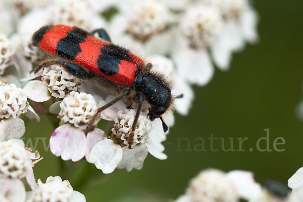 Gemeiner Bienenkäfer (Trichodes apiarius)