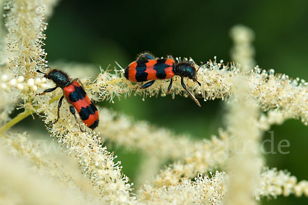 Gemeiner Bienenkäfer (Trichodes apiarius)