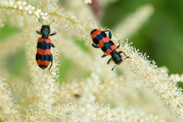 Gemeiner Bienenkäfer (Trichodes apiarius)