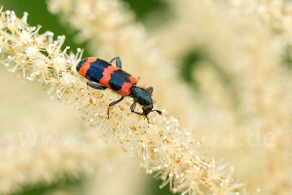 Gemeiner Bienenkäfer (Trichodes apiarius)