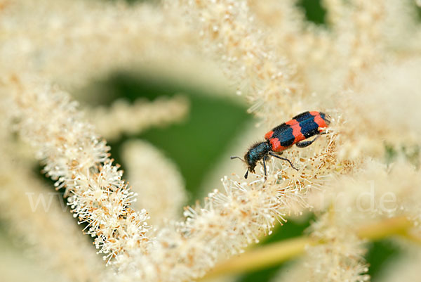 Gemeiner Bienenkäfer (Trichodes apiarius)