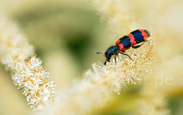 Gemeiner Bienenkäfer (Trichodes apiarius)