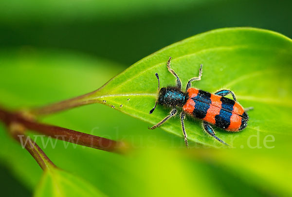 Gemeiner Bienenkäfer (Trichodes apiarius)