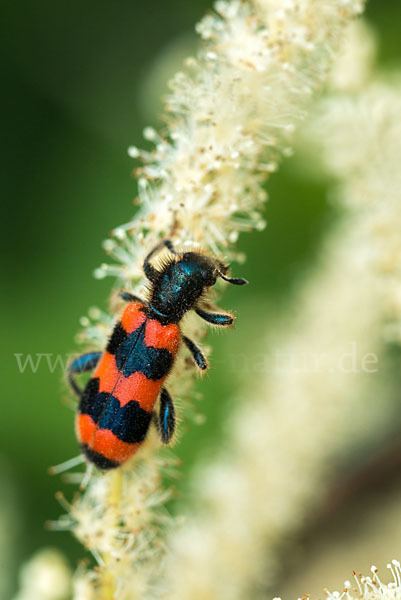 Gemeiner Bienenkäfer (Trichodes apiarius)