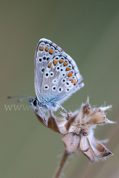 Gemeiner Bläuling (Polyommatus icarus)