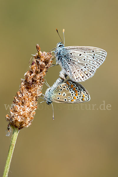 Gemeiner Bläuling (Polyommatus icarus)