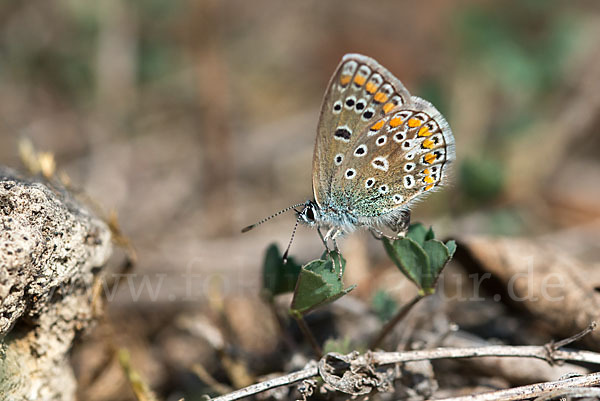 Gemeiner Bläuling (Polyommatus icarus)