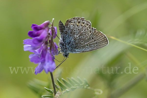 Gemeiner Bläuling (Polyommatus icarus)