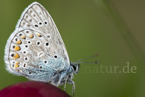 Gemeiner Bläuling (Polyommatus icarus)