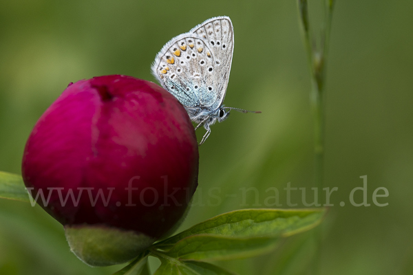 Gemeiner Bläuling (Polyommatus icarus)