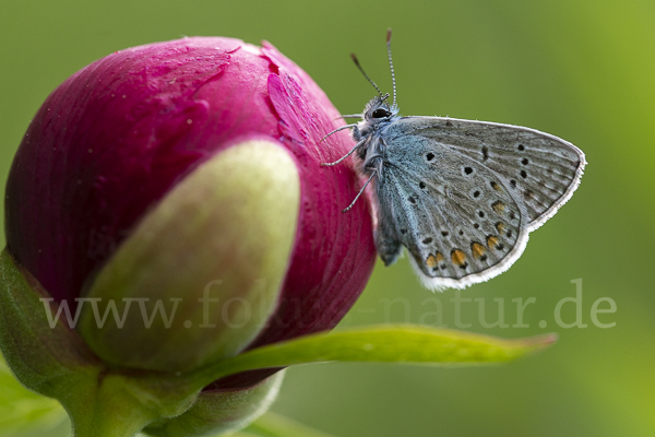 Gemeiner Bläuling (Polyommatus icarus)