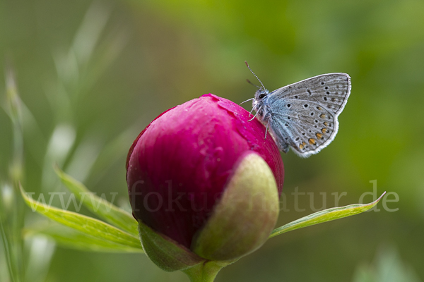 Gemeiner Bläuling (Polyommatus icarus)