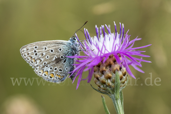 Gemeiner Bläuling (Polyommatus icarus)