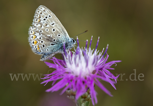 Gemeiner Bläuling (Polyommatus icarus)