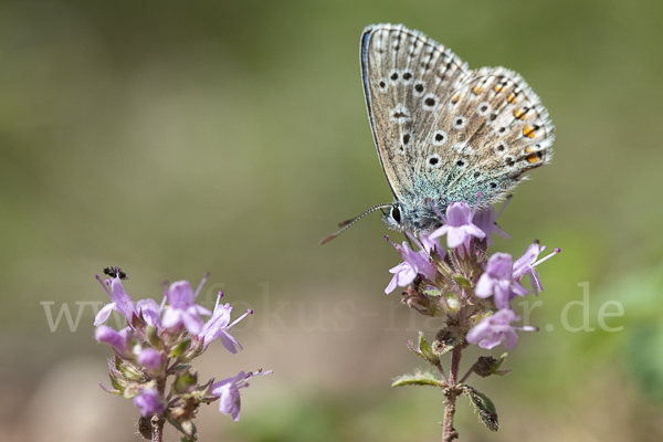 Gemeiner Bläuling (Polyommatus icarus)