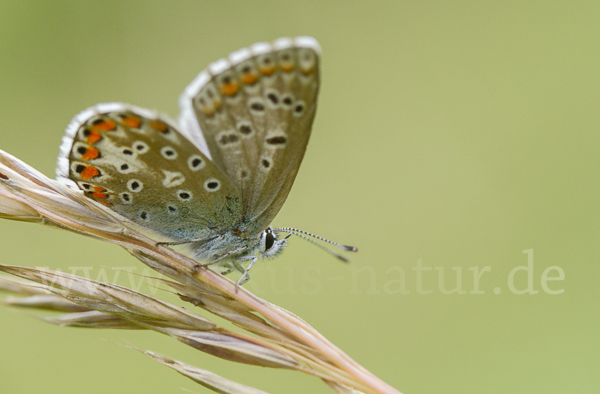 Gemeiner Bläuling (Polyommatus icarus)