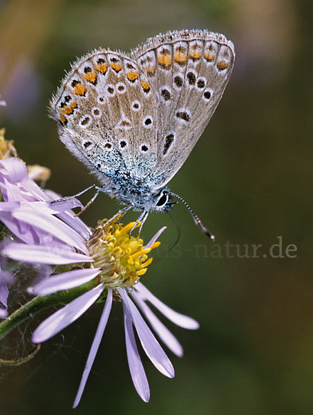 Gemeiner Bläuling (Polyommatus icarus)