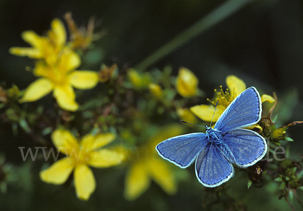 Gemeiner Bläuling (Polyommatus icarus)