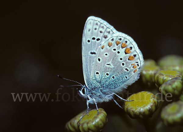 Gemeiner Bläuling (Polyommatus icarus)