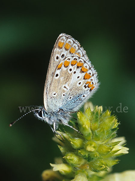 Gemeiner Bläuling (Polyommatus icarus)